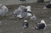 Caspian Gull at Hole Haven Creek (Steve Arlow) (59907 bytes)